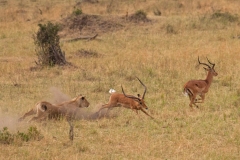 lioan-hunt-3