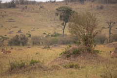 lion-hunt-1