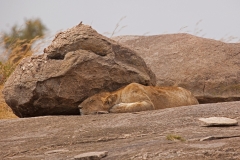 lion