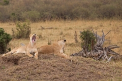 lions
