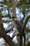 red-tailed-monkey