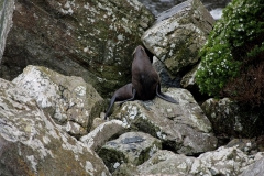 sea-lion