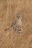 serval-cat
