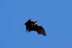 seychelles-fruit-bat