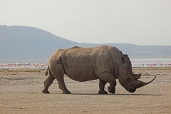 white-rhino