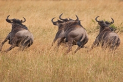 wilderbeasts-2