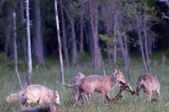 wolves