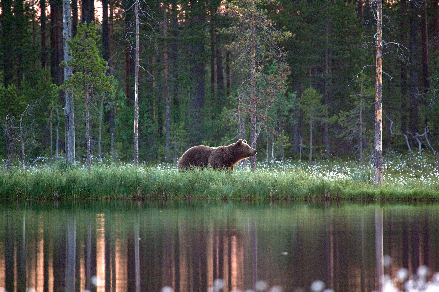 Wildlife