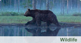 pictures of wildlife