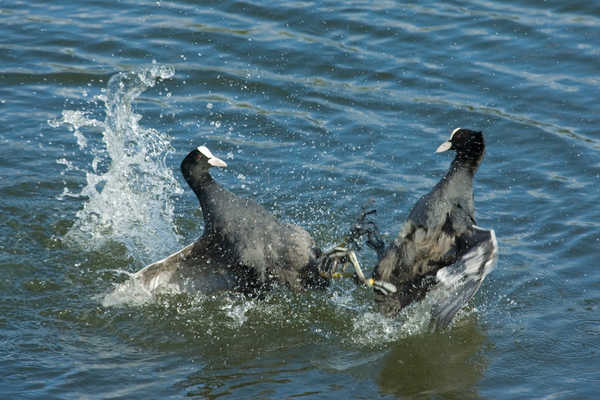 Birds