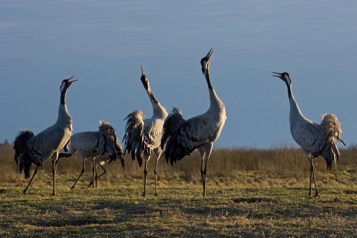 Birds