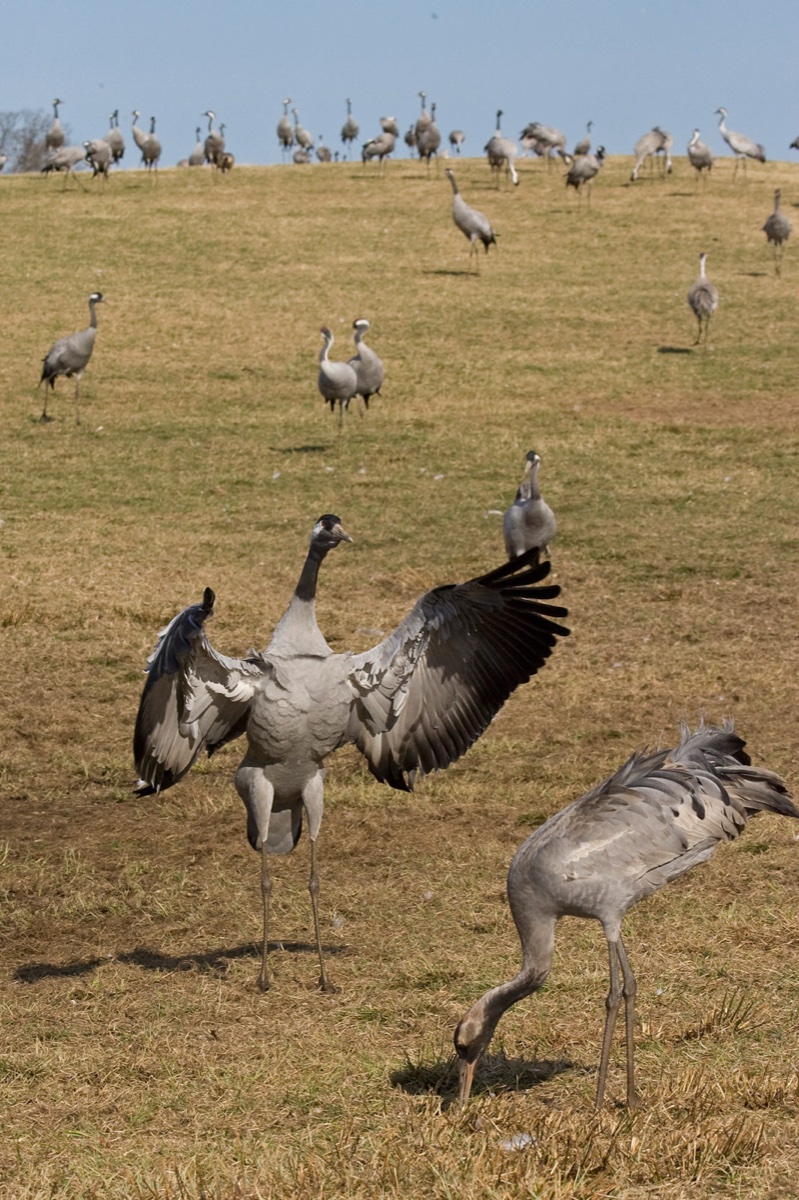Birds