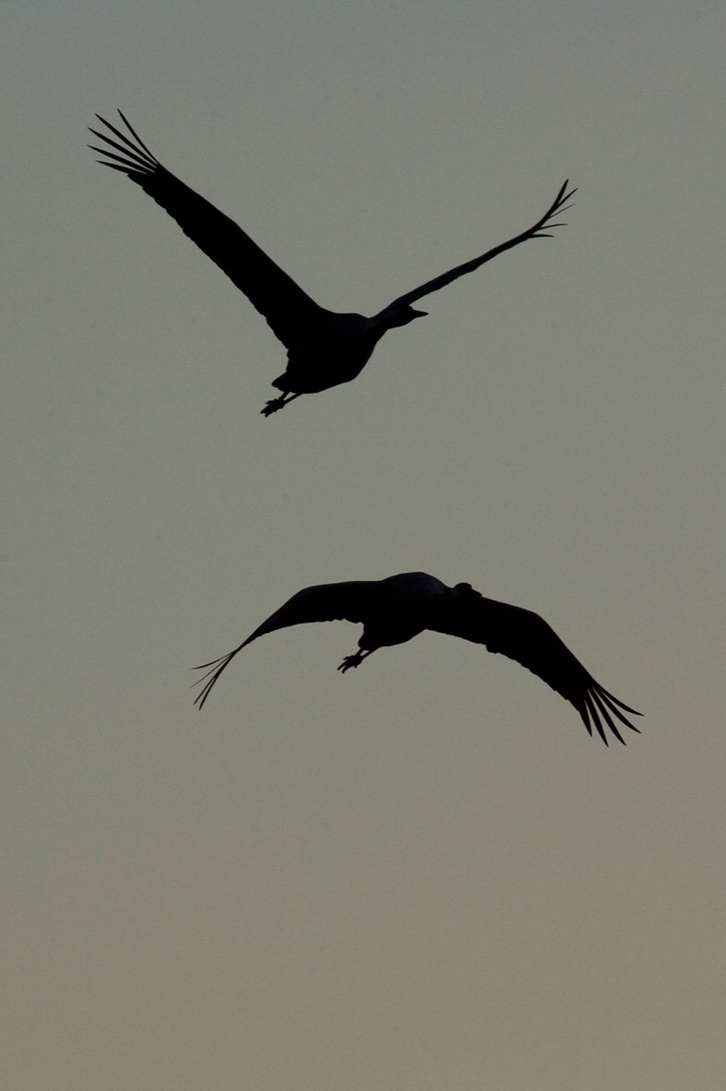 Birds