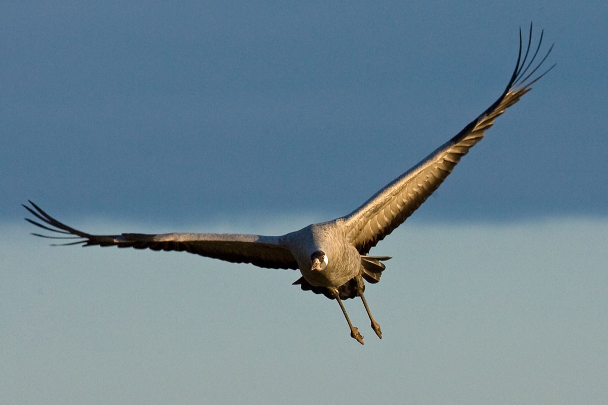 Birds
