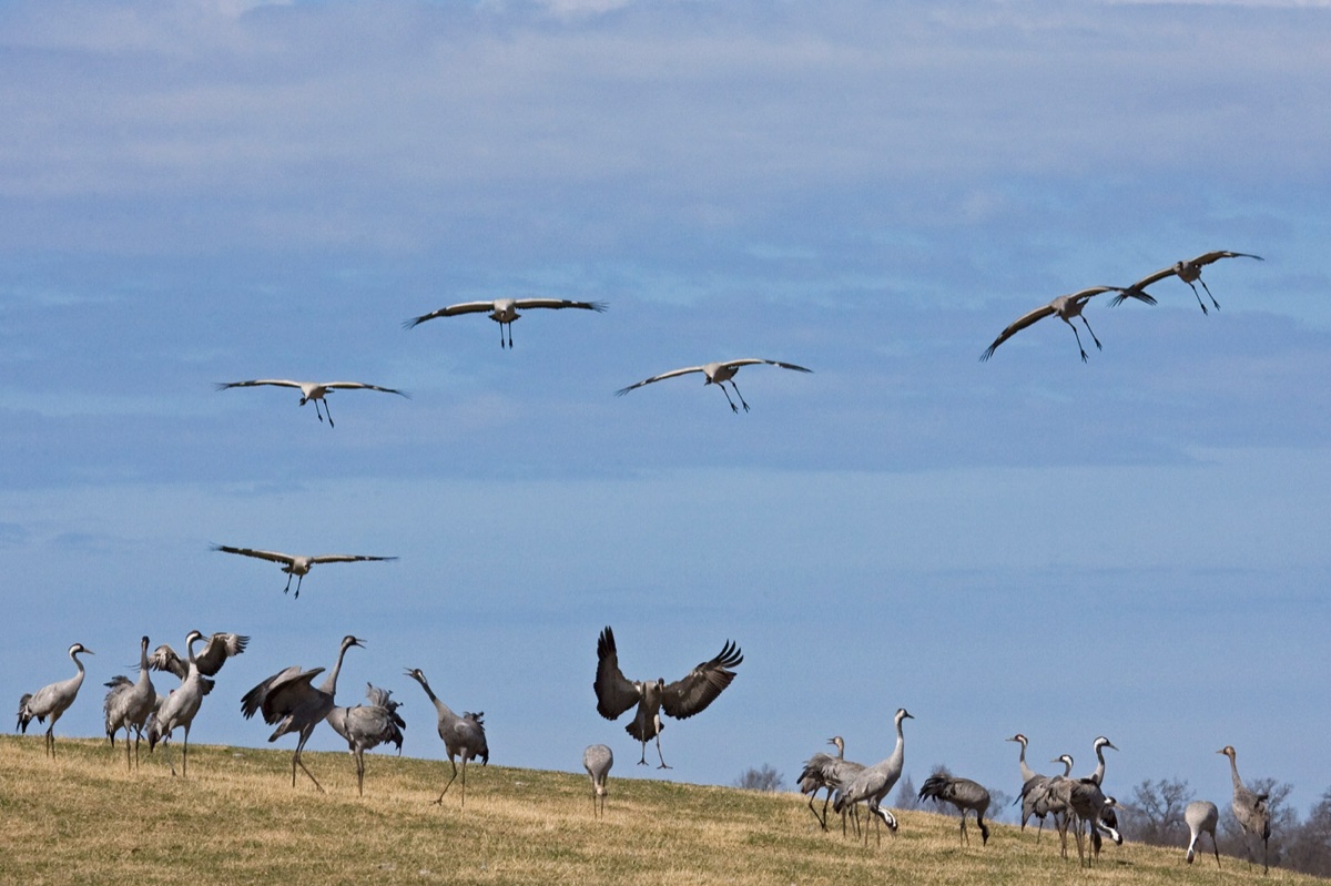 Birds