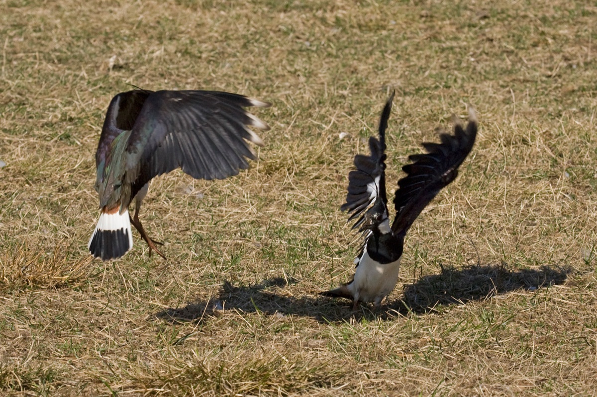 Birds
