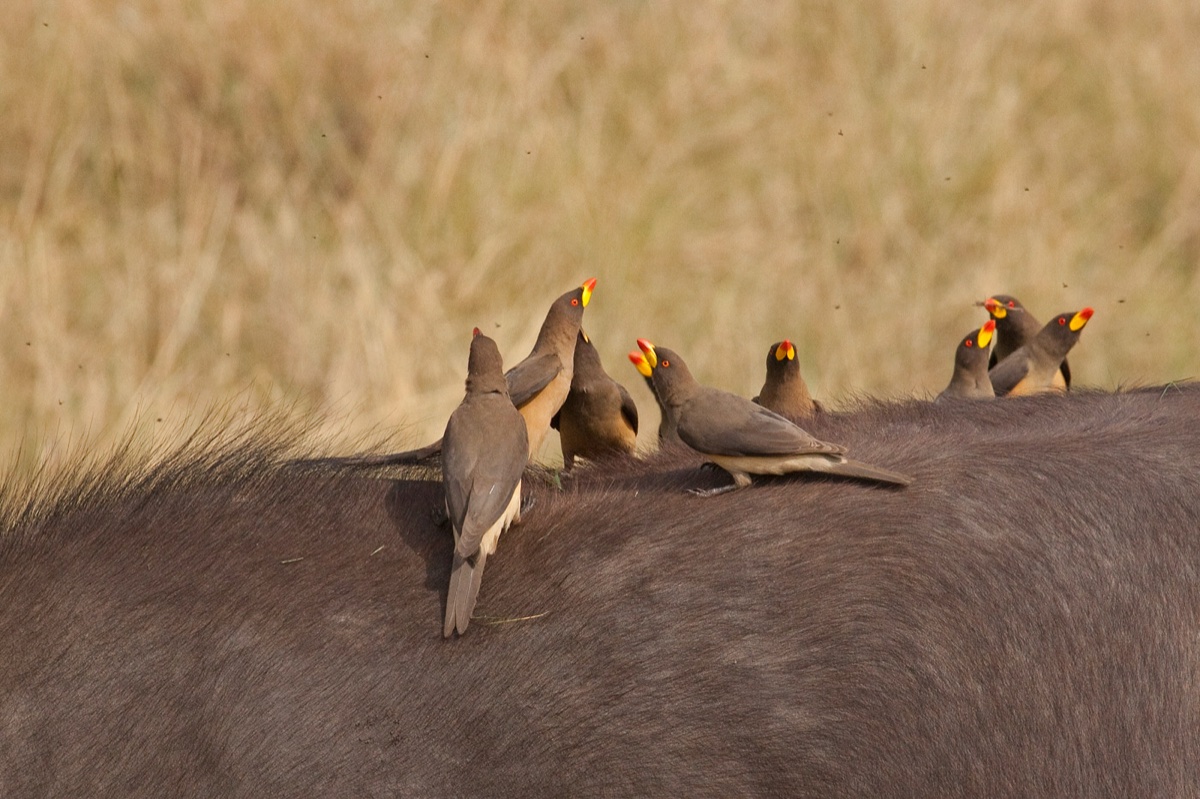 Birds