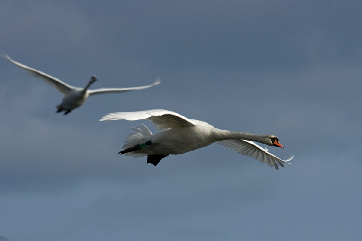 Birds