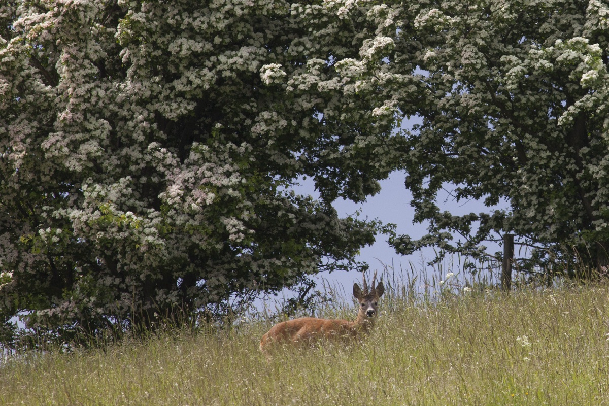 Samsø