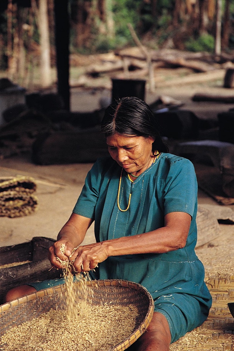 The Amazon