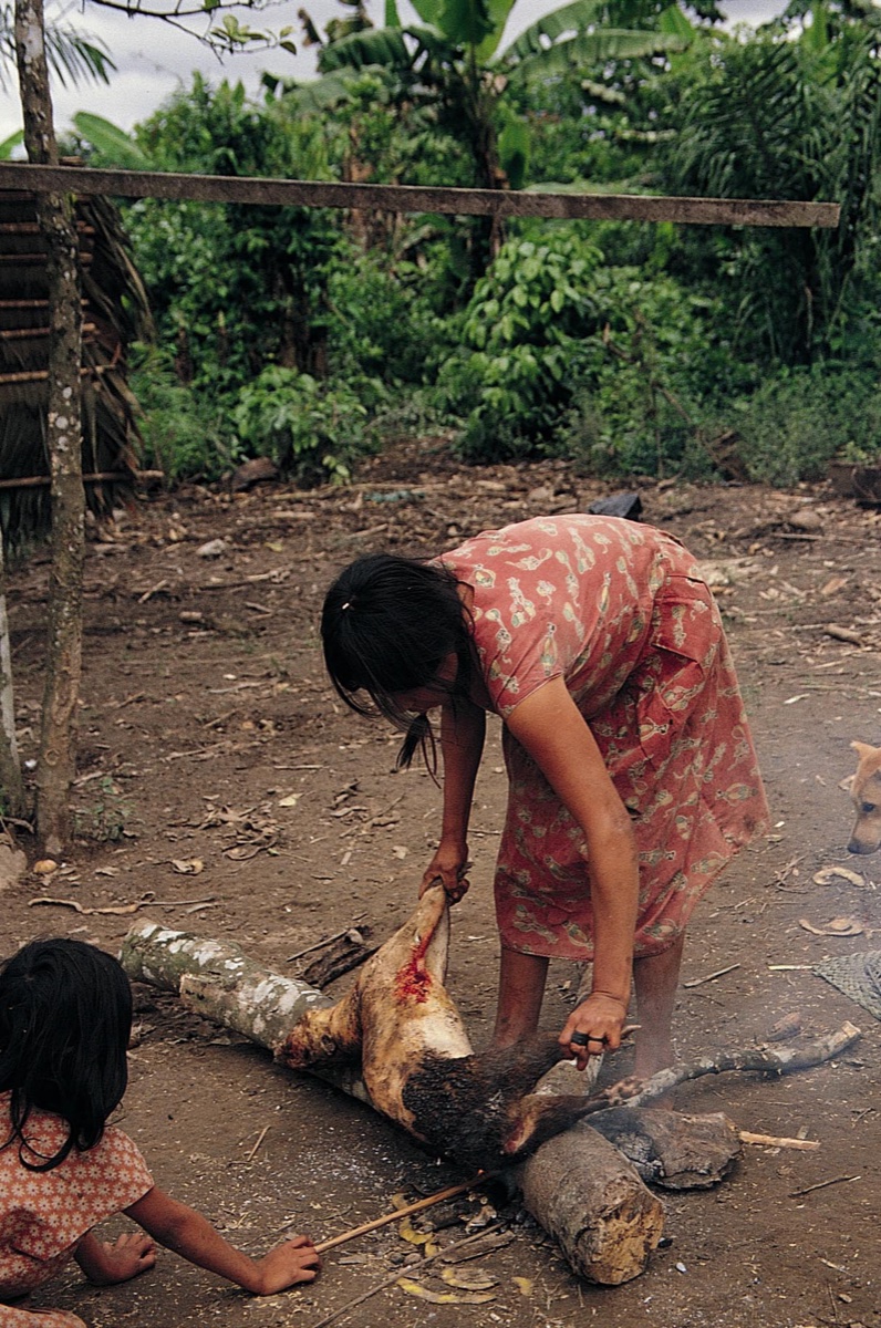 The Amazon