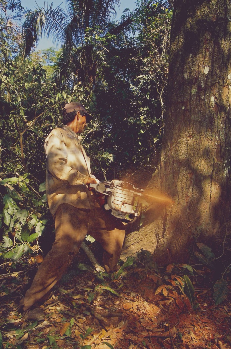 The Amazon