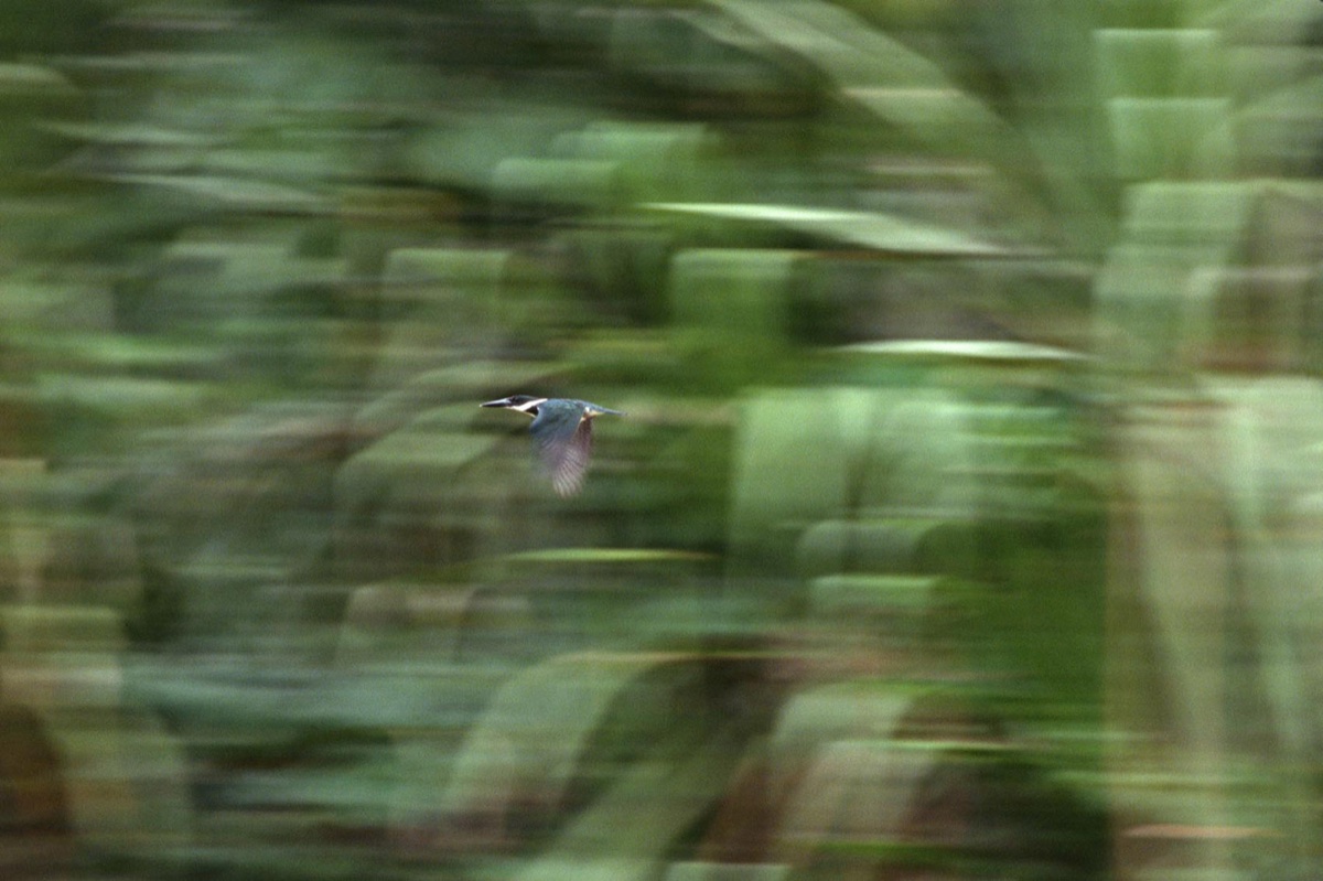 The Amazon
