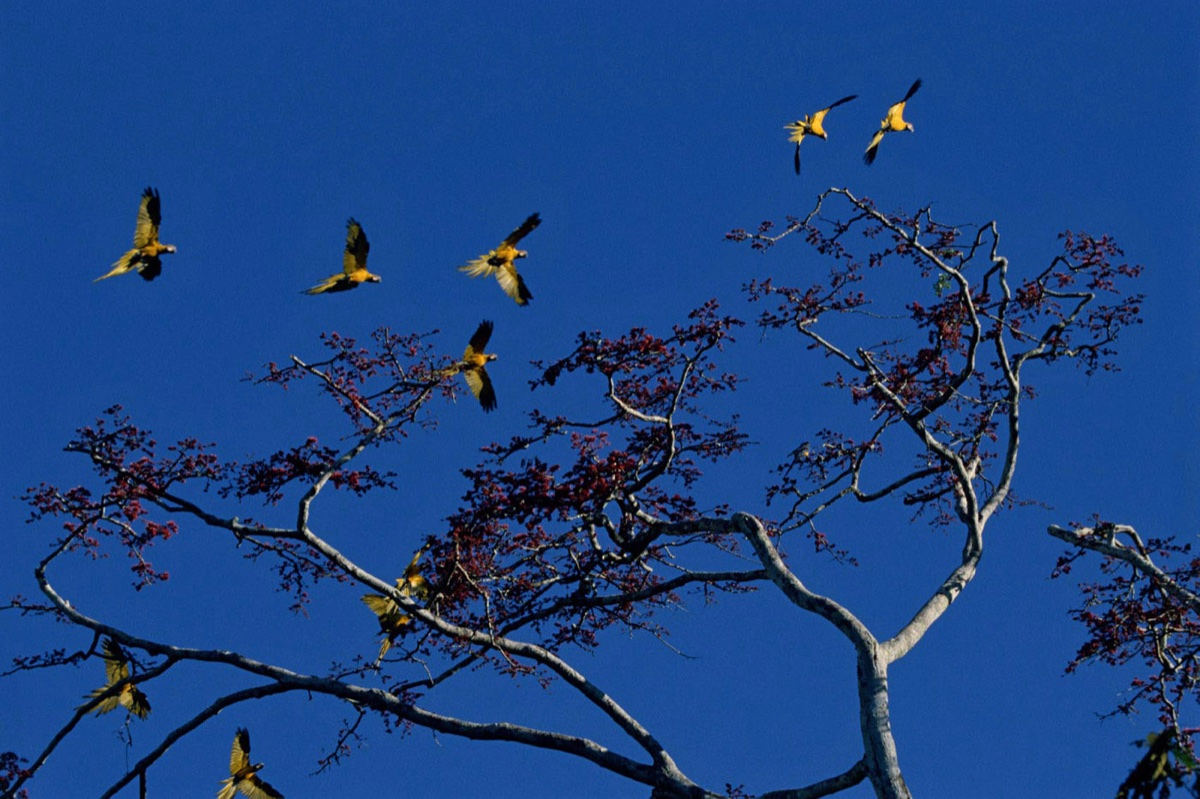 The Amazon
