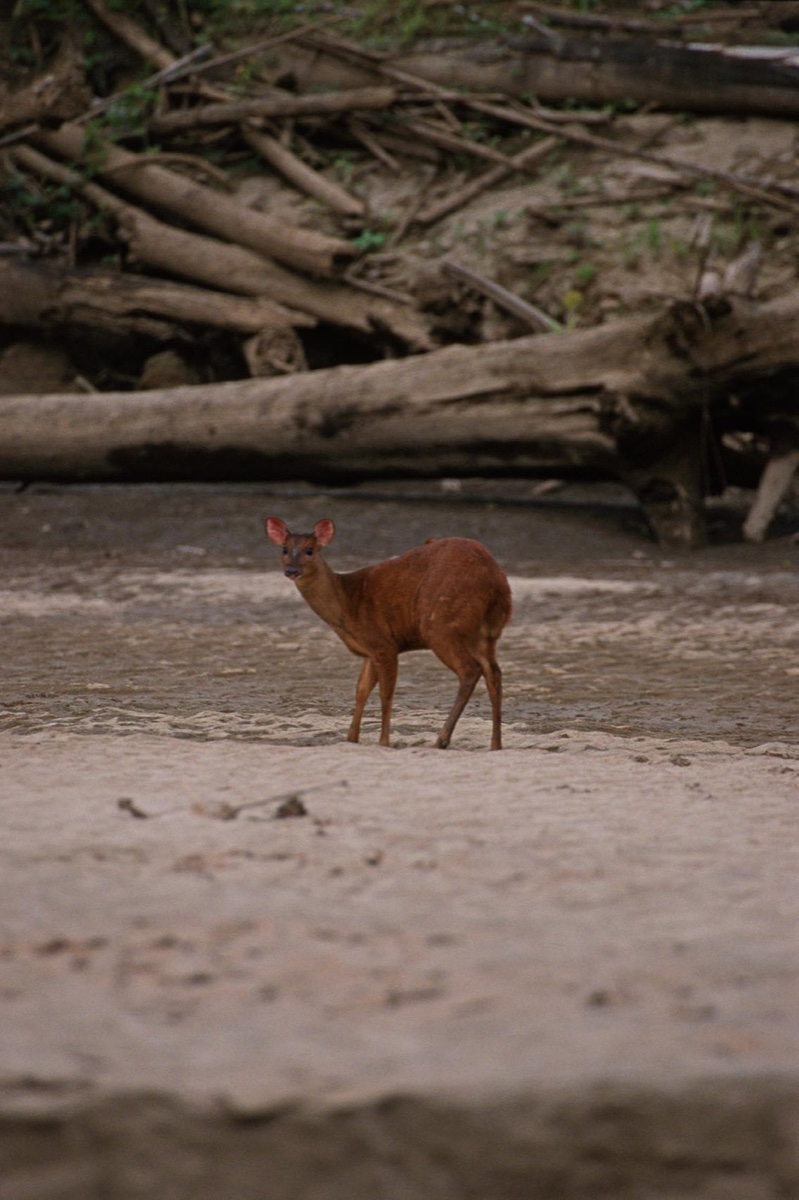 The Amazon