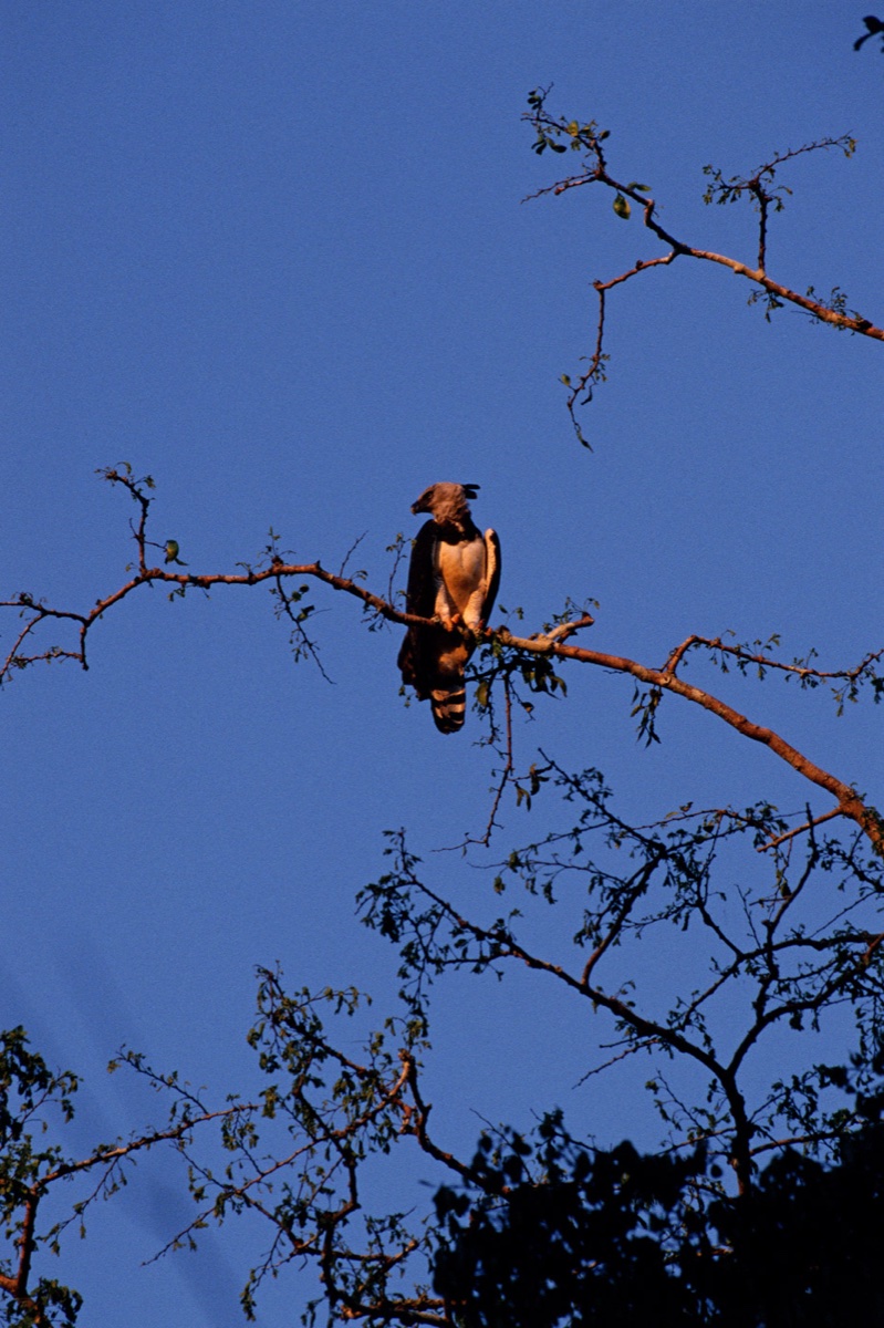 The Amazon