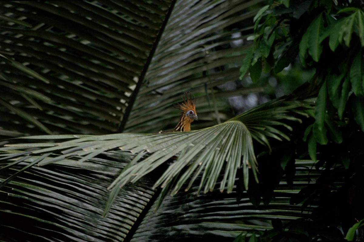 The Amazon