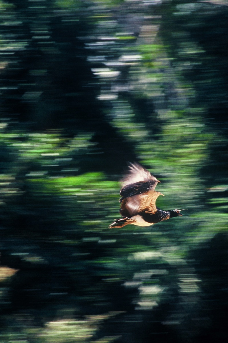 The Amazon