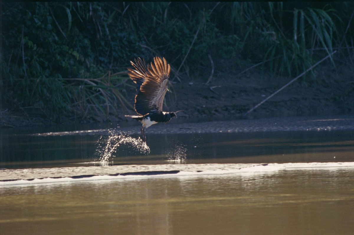 The Amazon