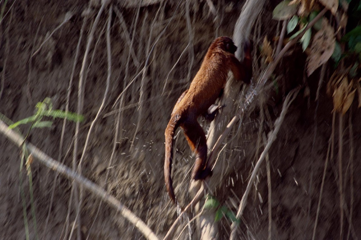 The Amazon