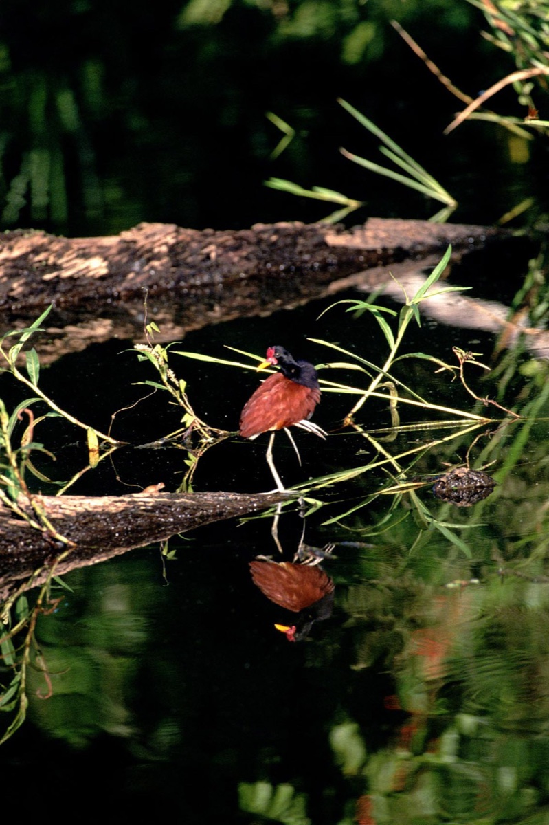 The Amazon
