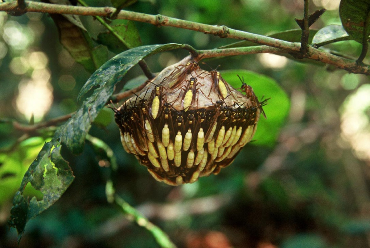 The Amazon