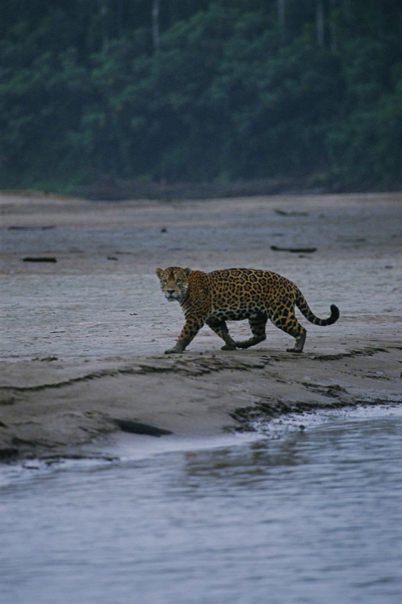 The Amazon