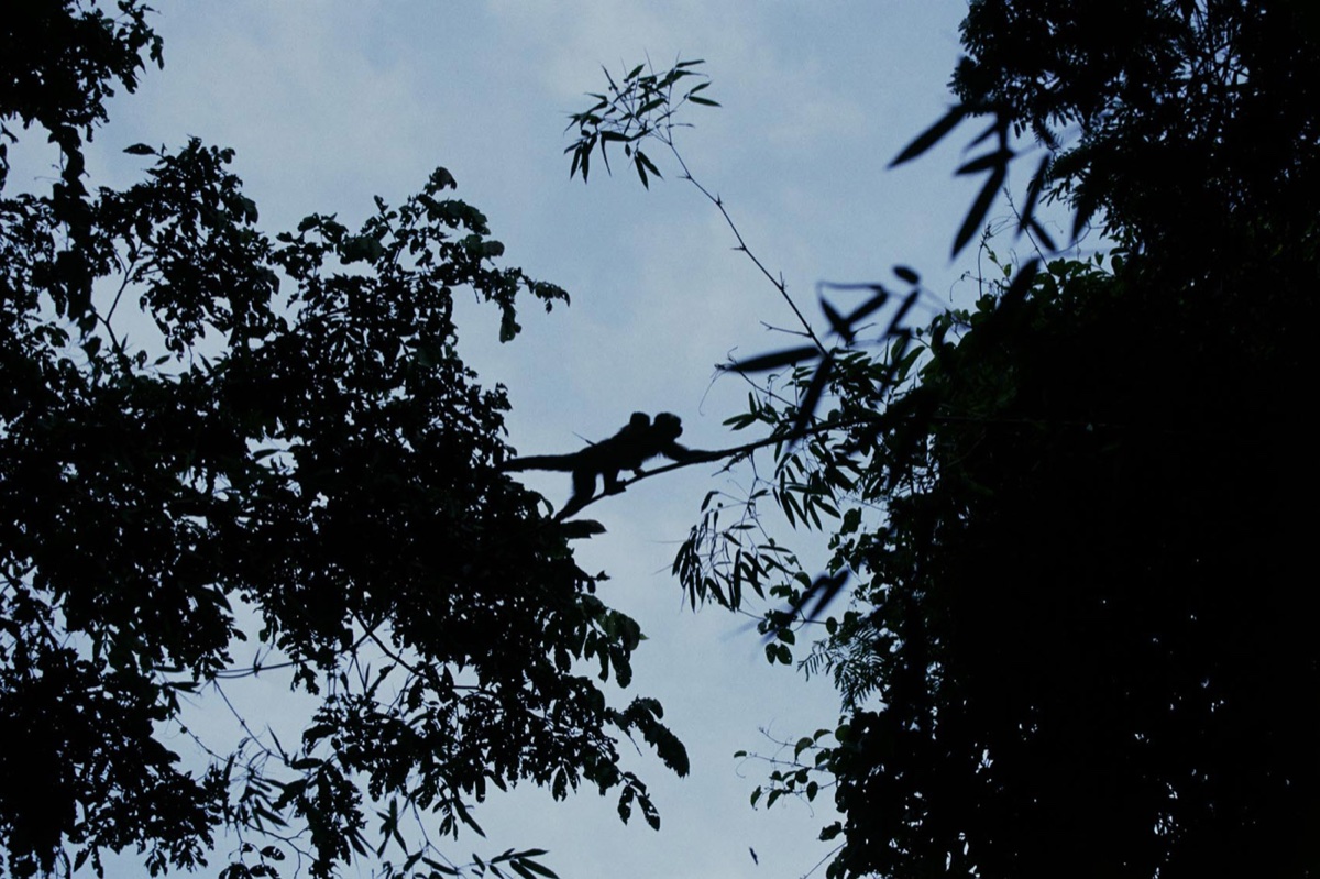 The Amazon