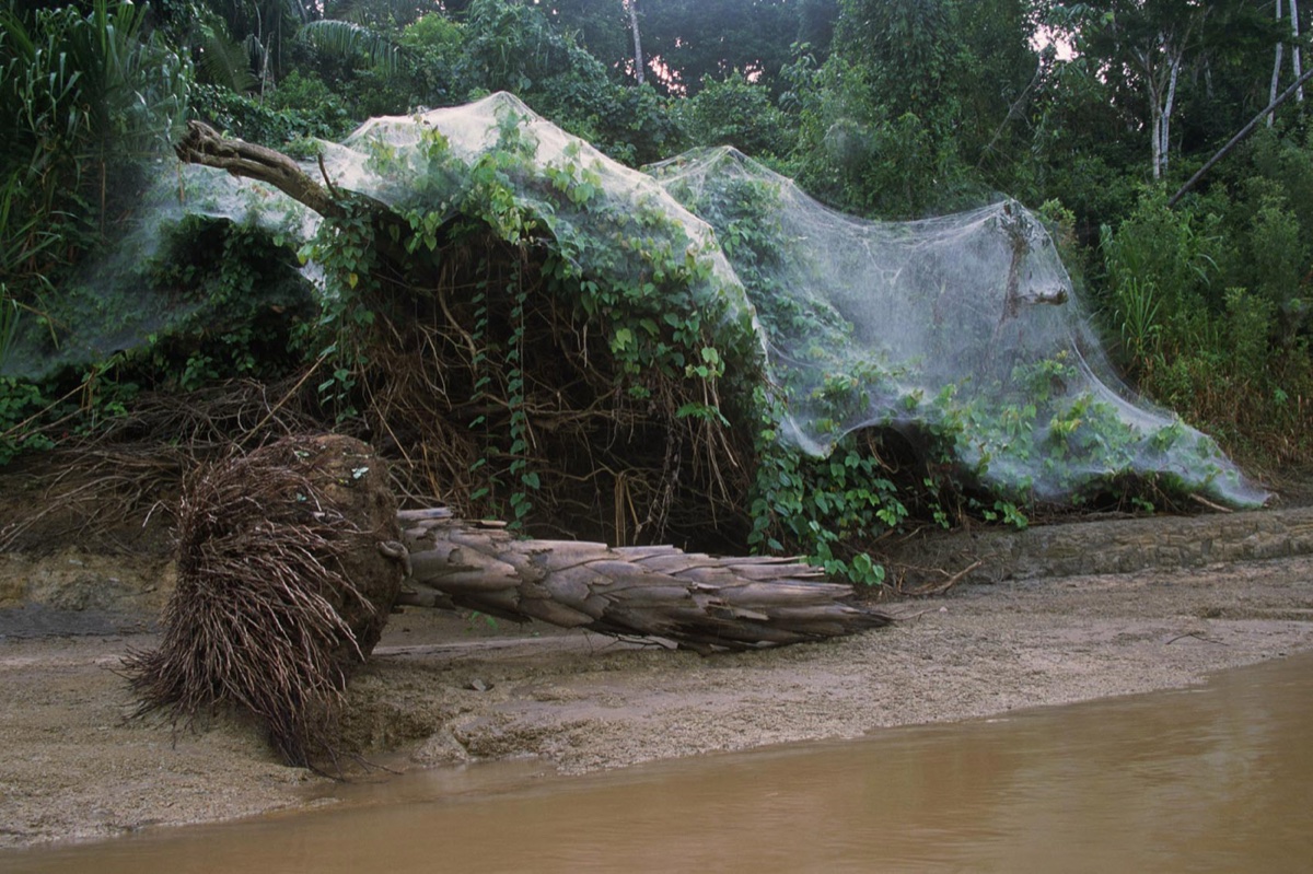 The Amazon