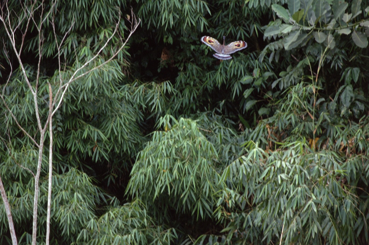 The Amazon