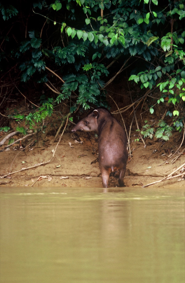 The Amazon