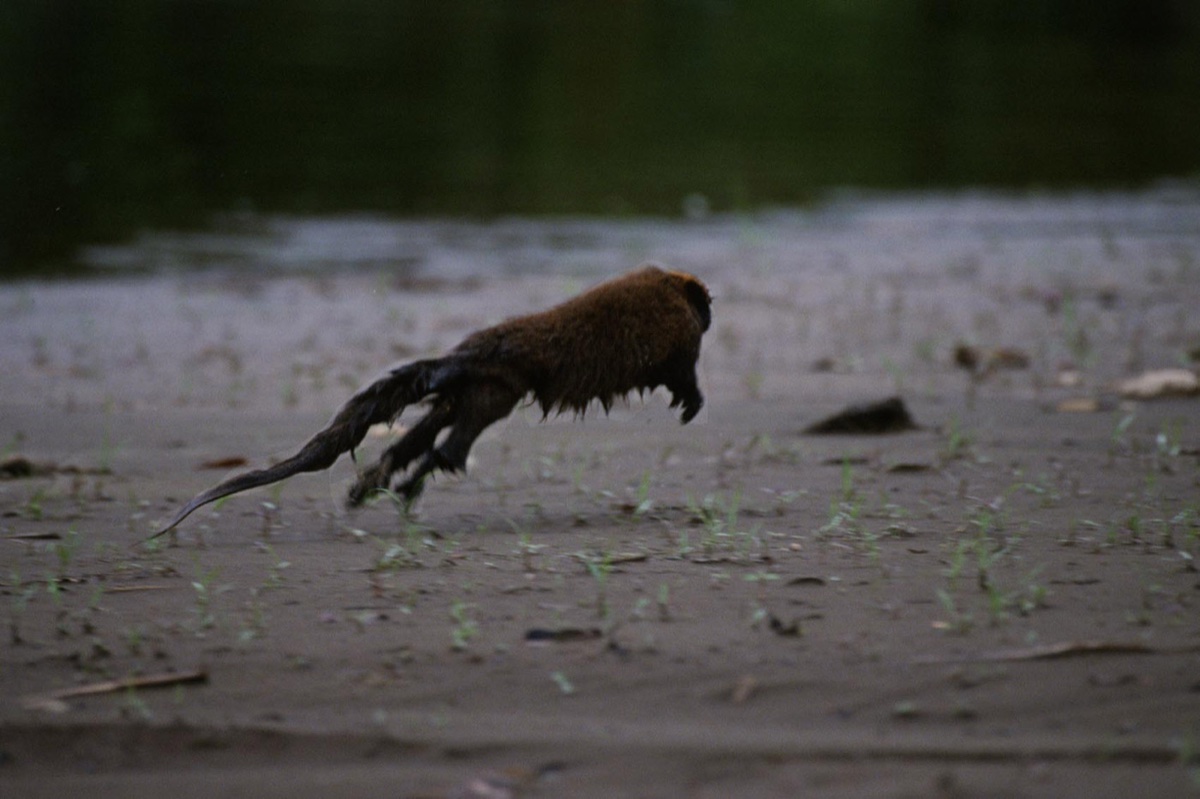 The Amazon