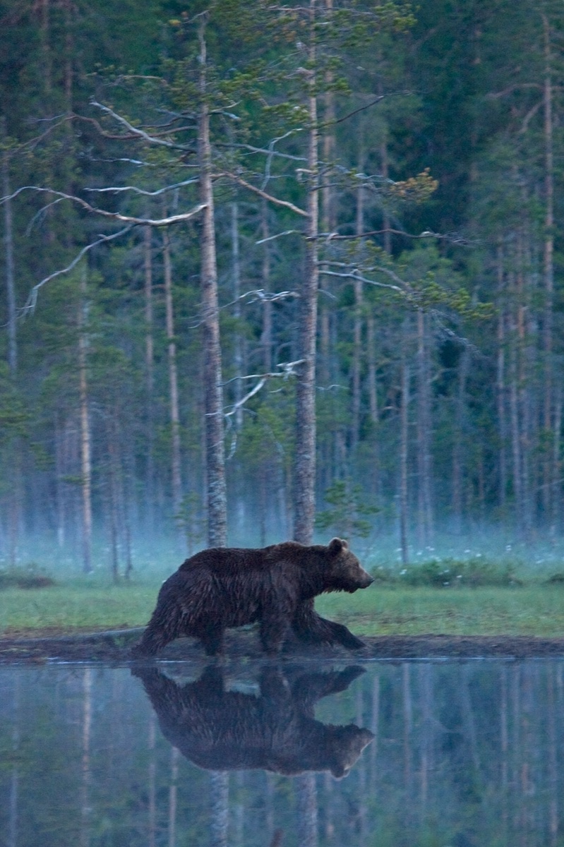 Wild life