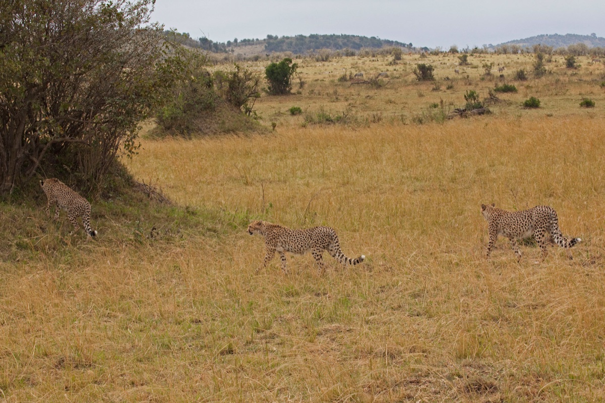 Wild life