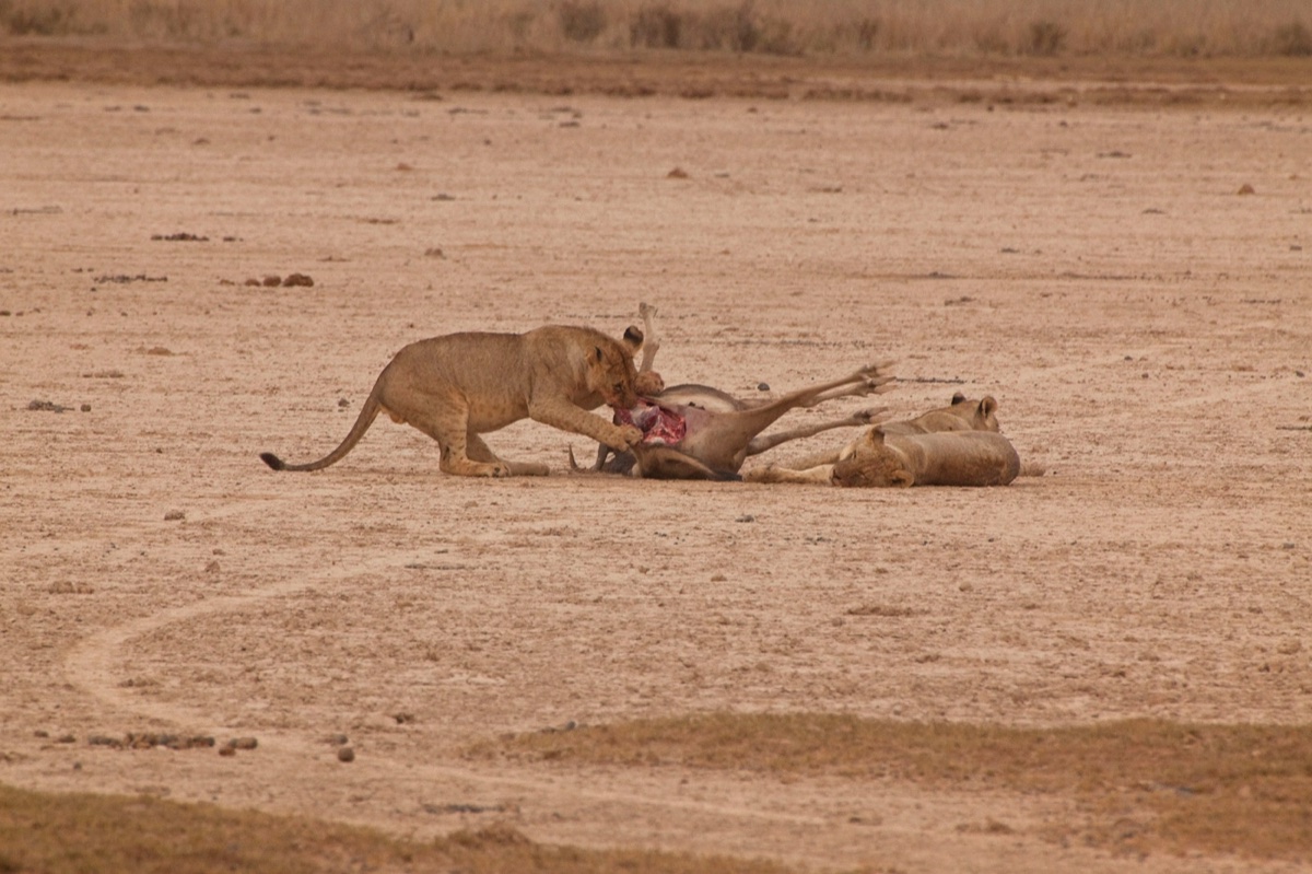 Wild life