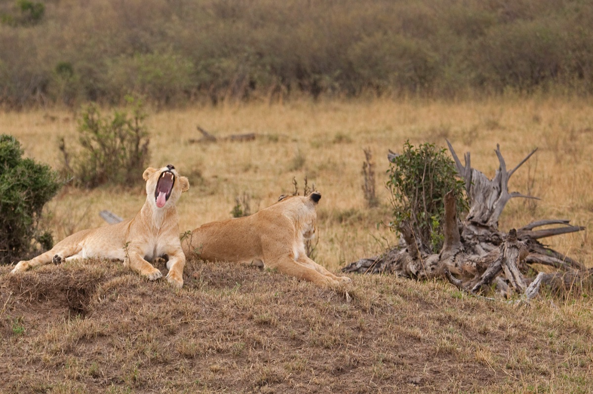 Wild life
