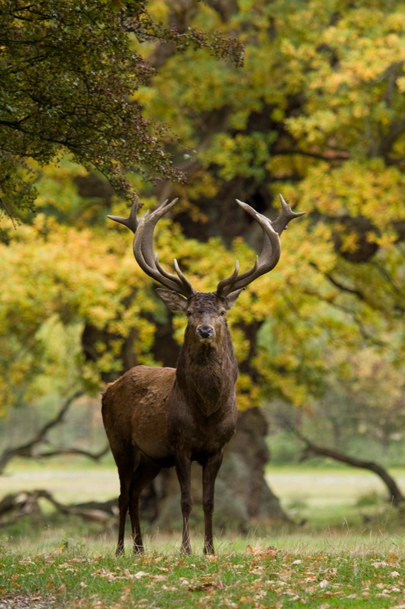 Wild life